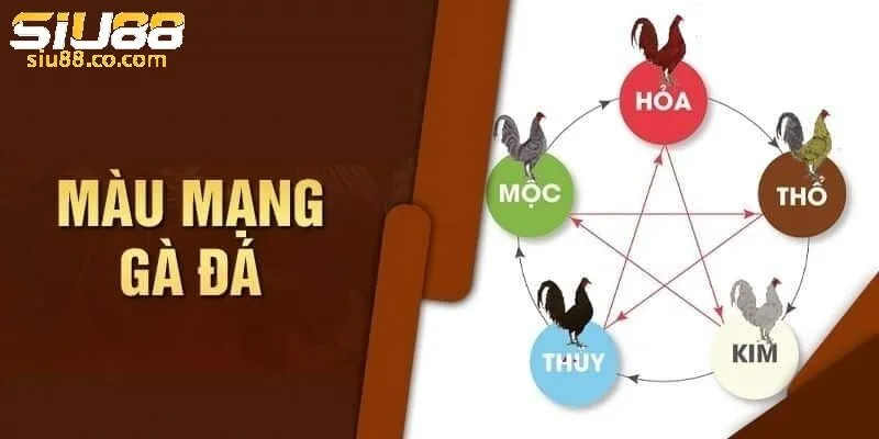 Cách chọn màu gà