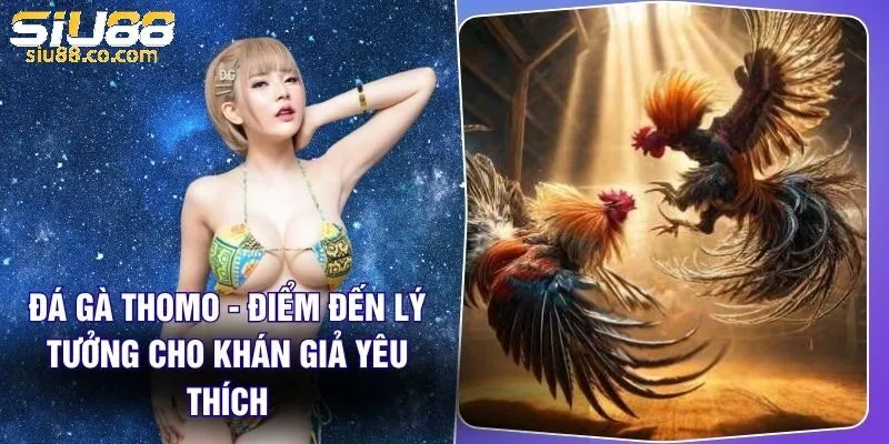 Đá Gà Thomo Siu88 - Nơi Tập Hợp Các Trận Đá Gà Đỉnh Cao 2 Tìm hiểu Đá Gà Thomo Siu88